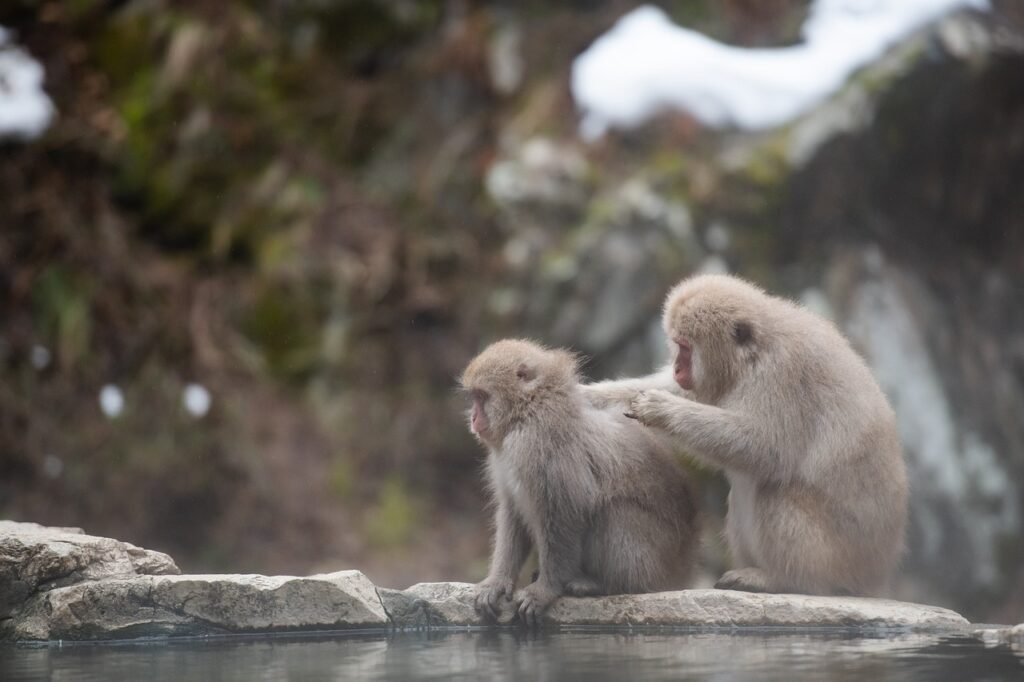 snow monkey, preen, preening-4809480.jpg