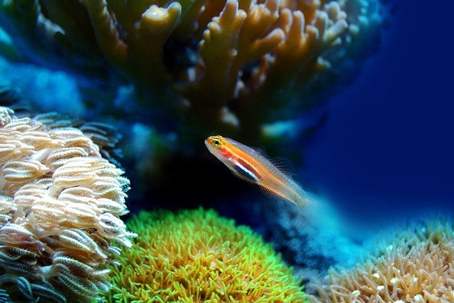 Orange Fish in Aquarium